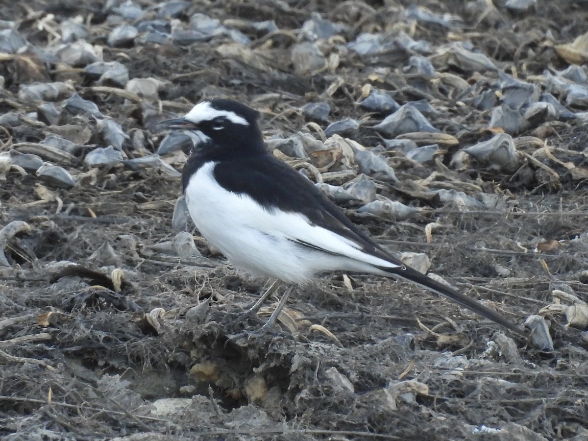 日本鶺鴒 - ML645409378