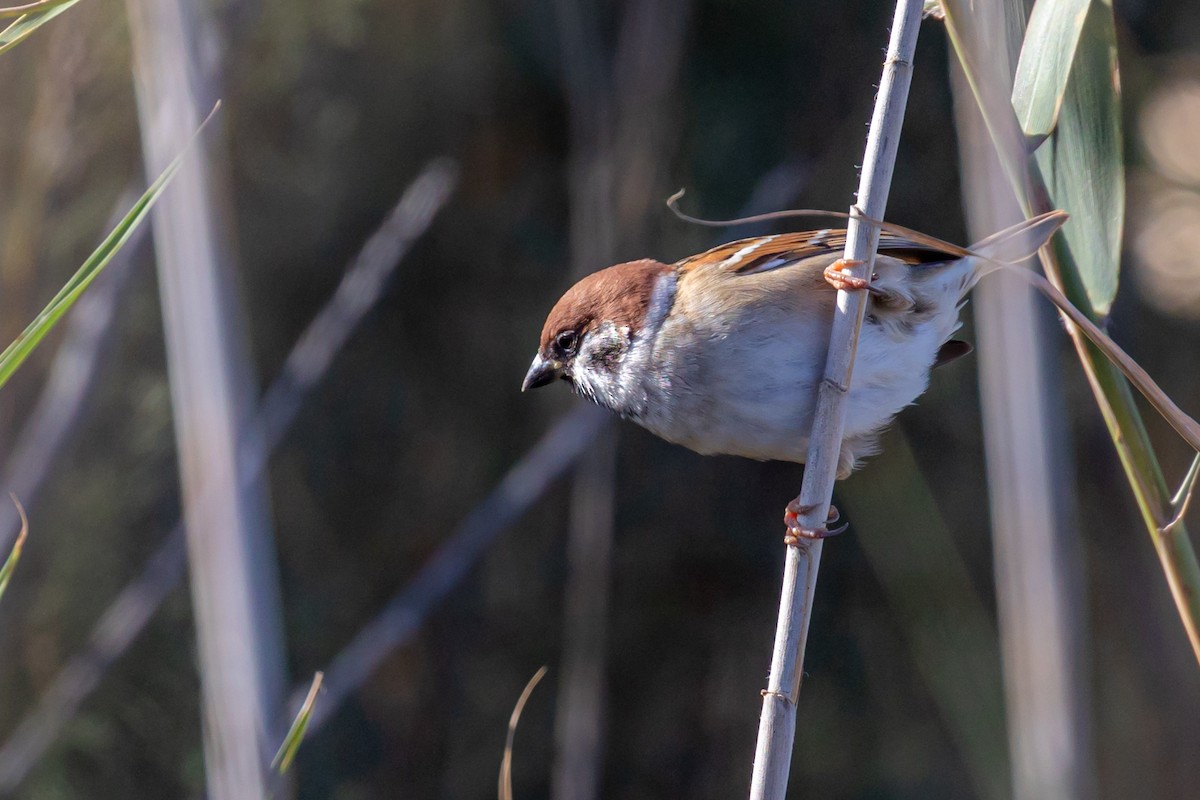 Ağaç Serçesi - ML645409380