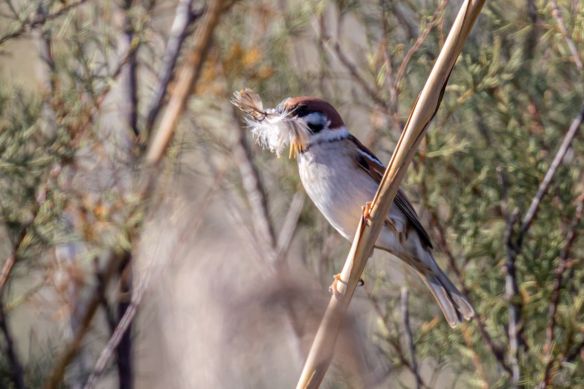 Ağaç Serçesi - ML645409381