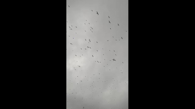 Great Frigatebird - ML645409395