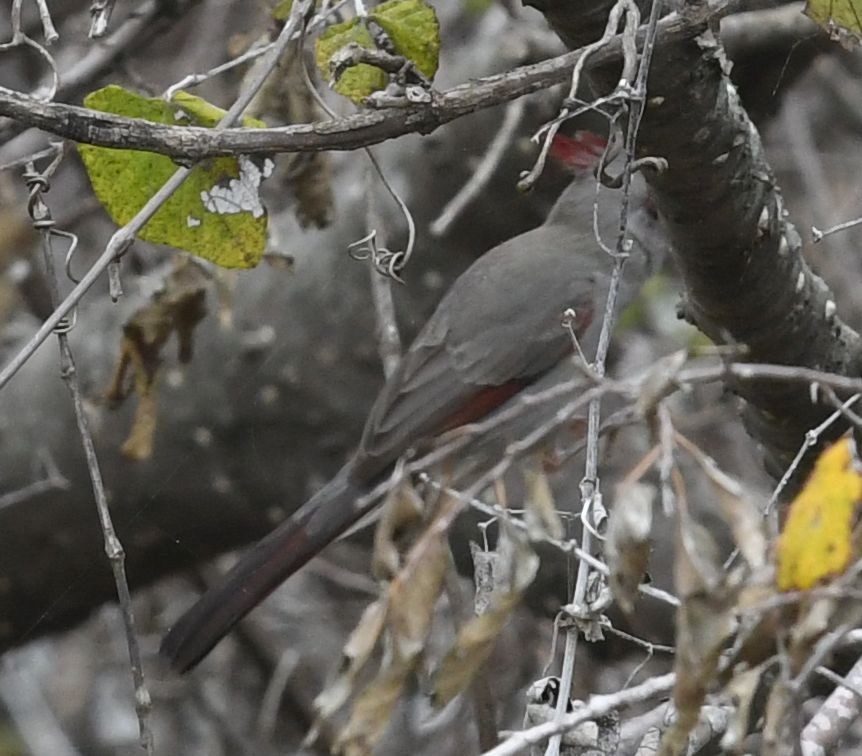 Pyrrhuloxia - ML645409398