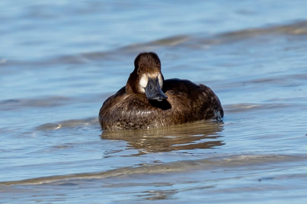 Greater Scaup - ML645409407