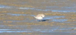 Wrybill - ML645409408