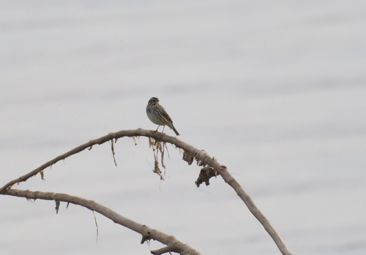 strnadec luční - ML645409409