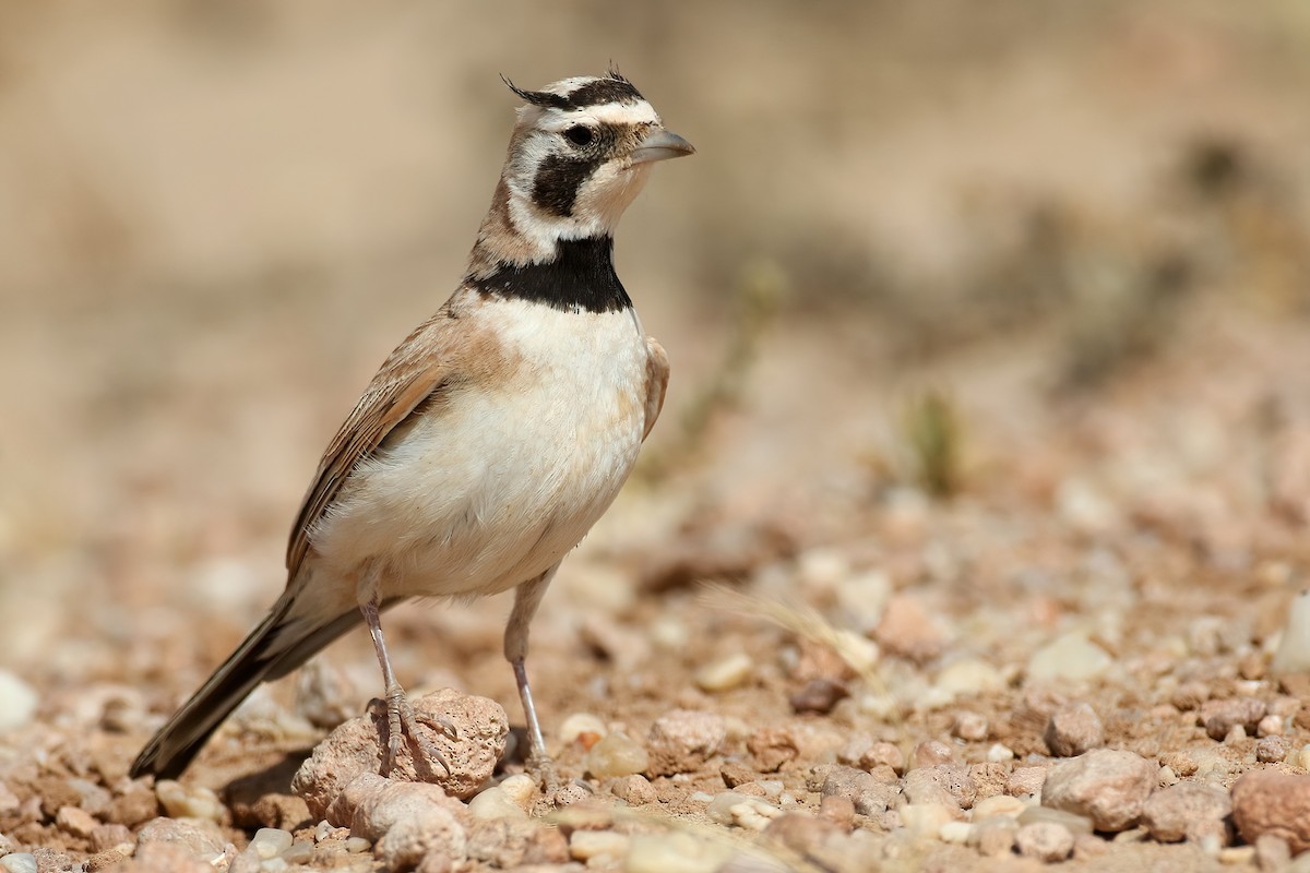 Temminck's Lark - ML645409419