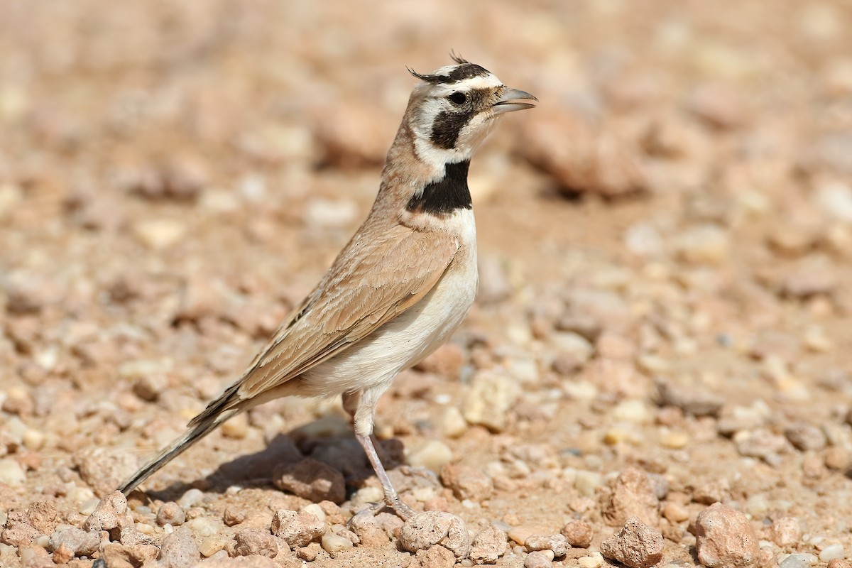 Temminck's Lark - ML645409420