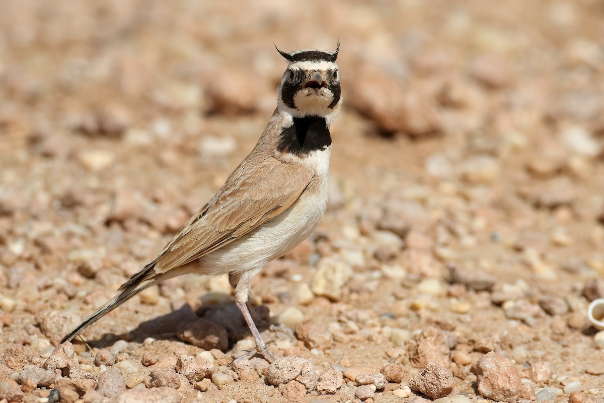 Temminck's Lark - ML645409421