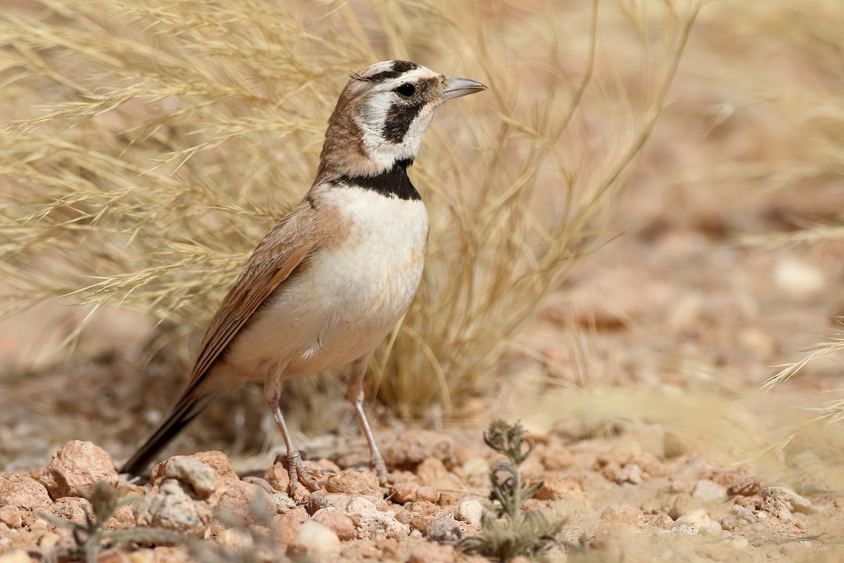 Temminck's Lark - ML645409422