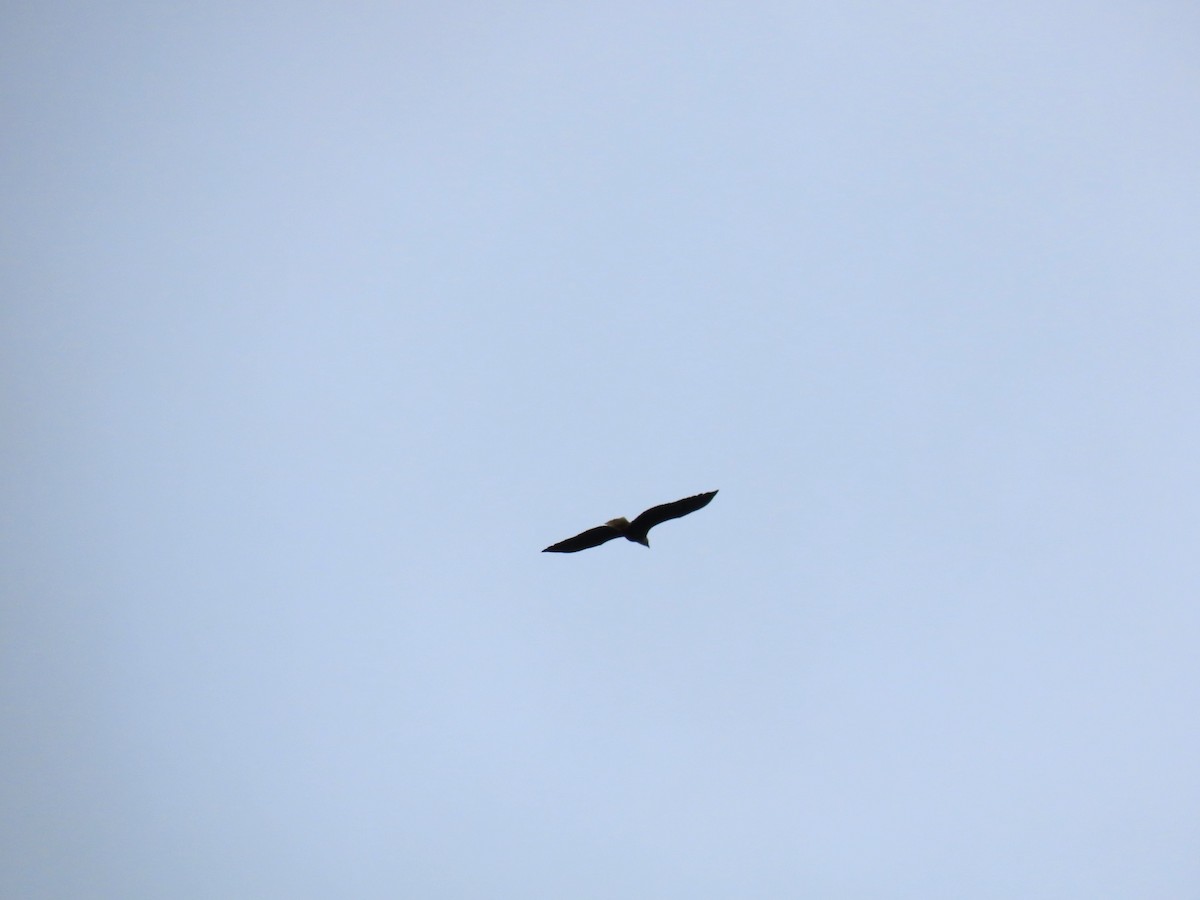 Pigargo Americano - ML645409423