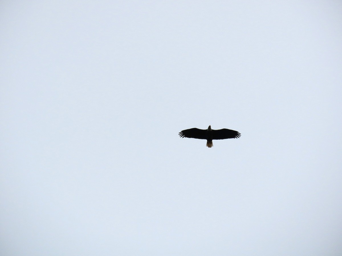 Pigargo Americano - ML645409424