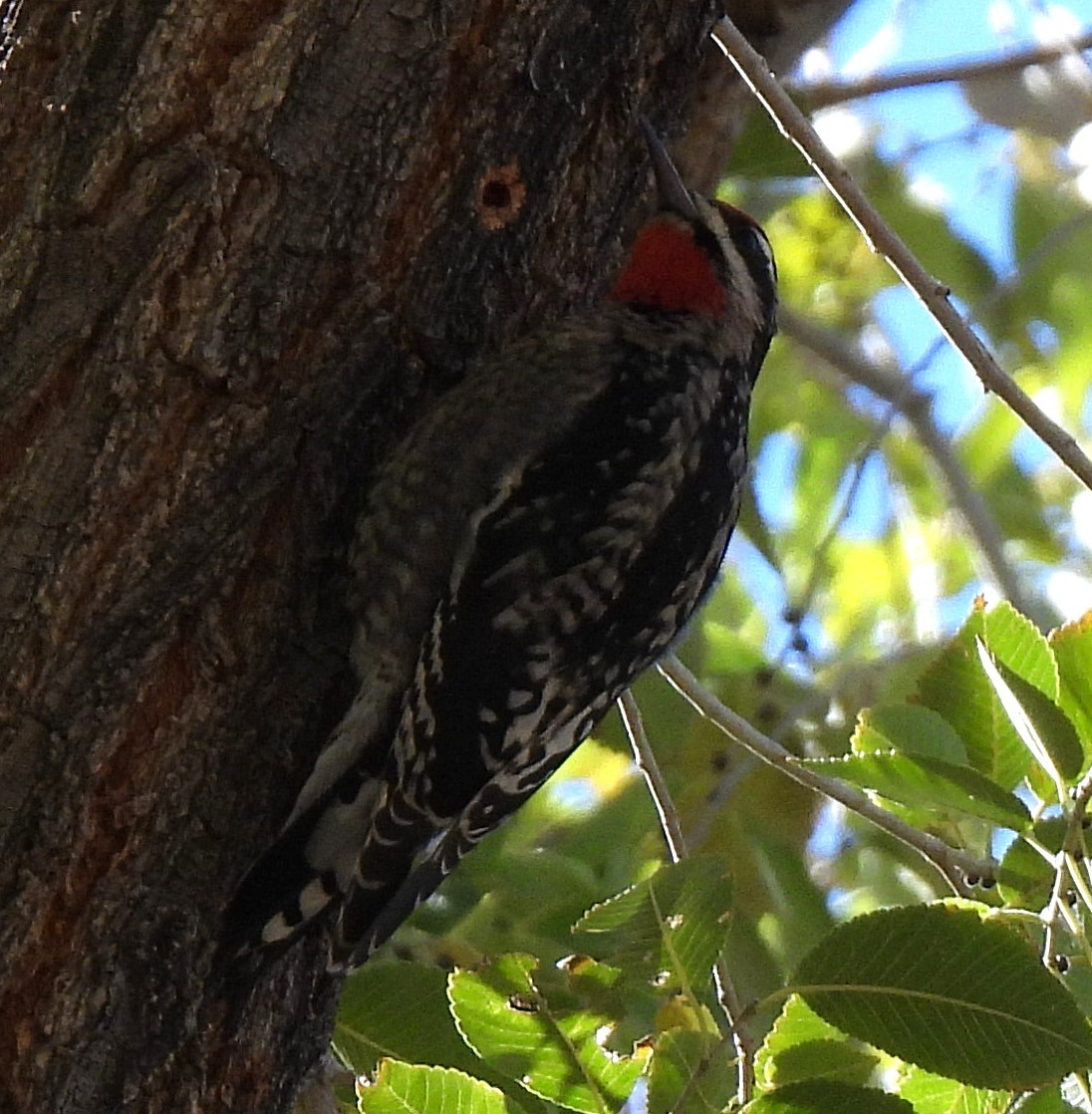 Red-naped Sapsucker - ML645409427