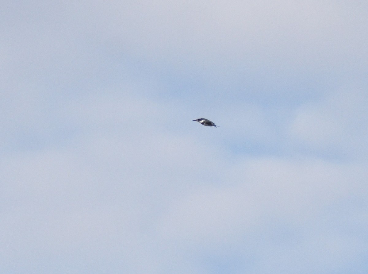 Martin handi iparramerikarra - ML645409435