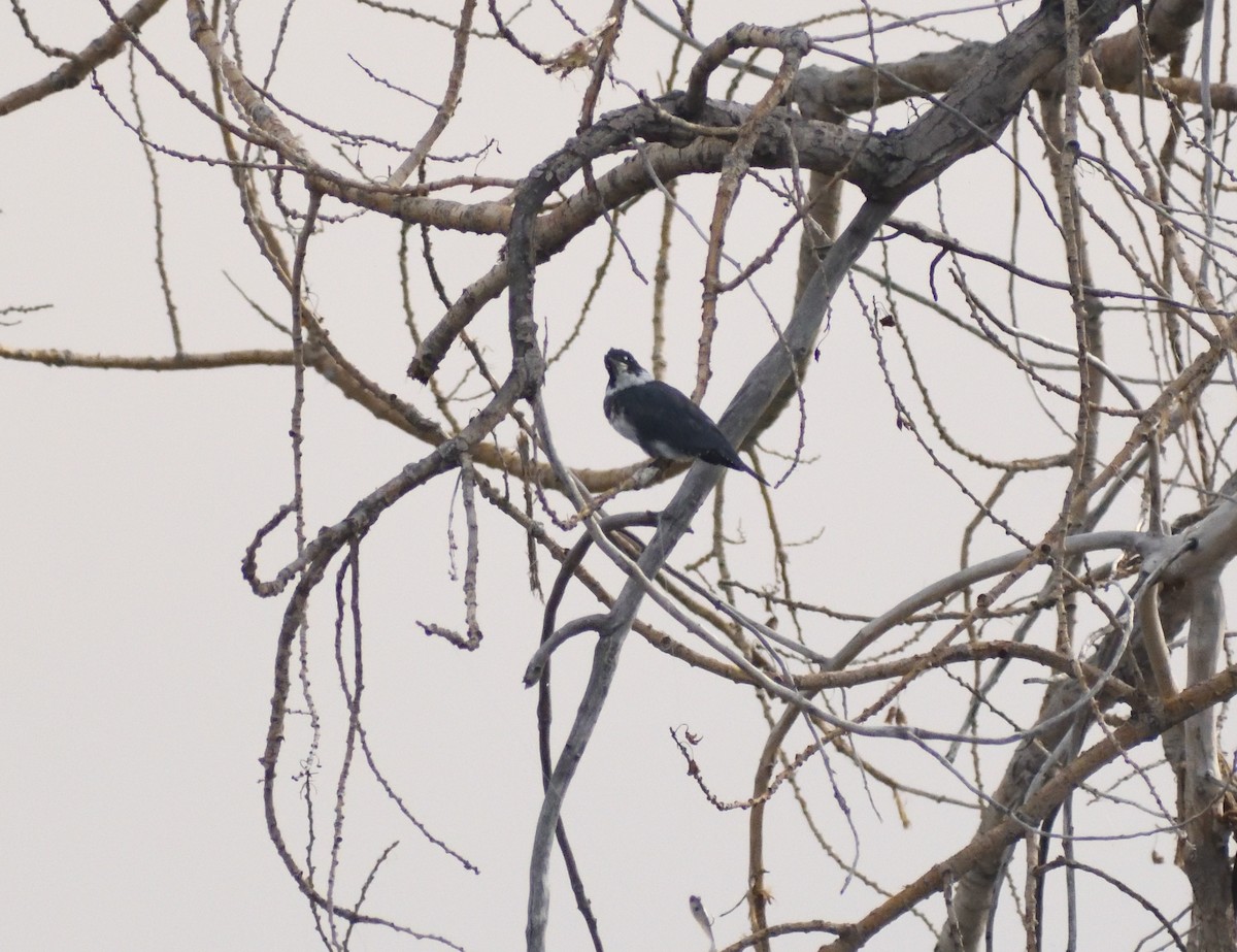 Martin handi iparramerikarra - ML645409436