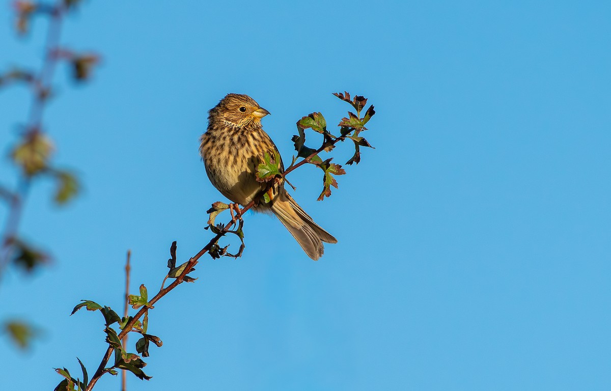 Corn Bunting - ML645409438