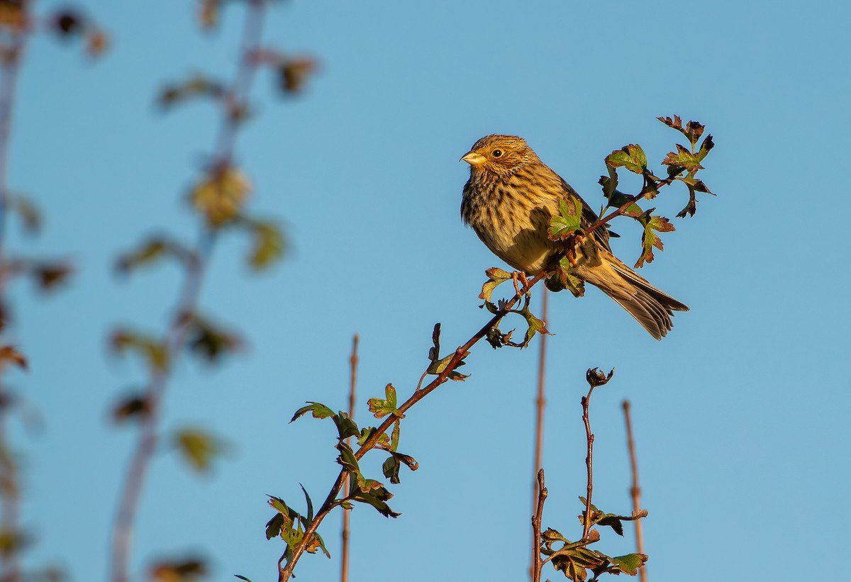 Corn Bunting - ML645409439