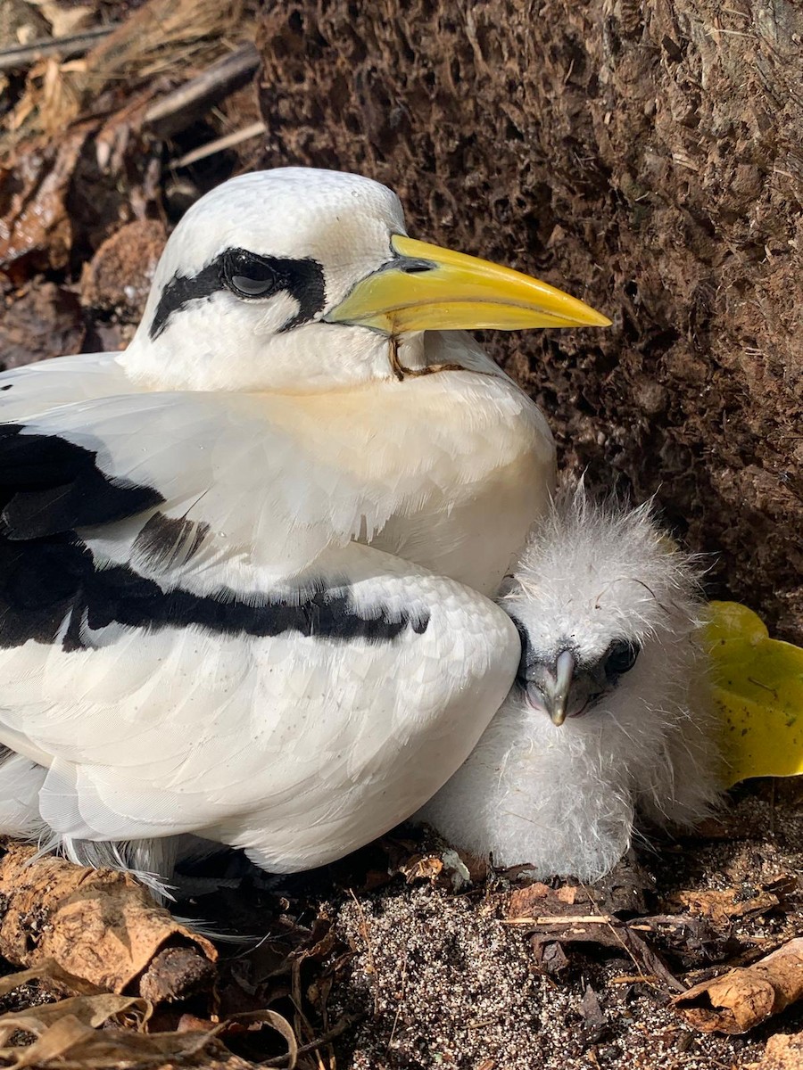 White-tailed Tropicbird - ML645409440