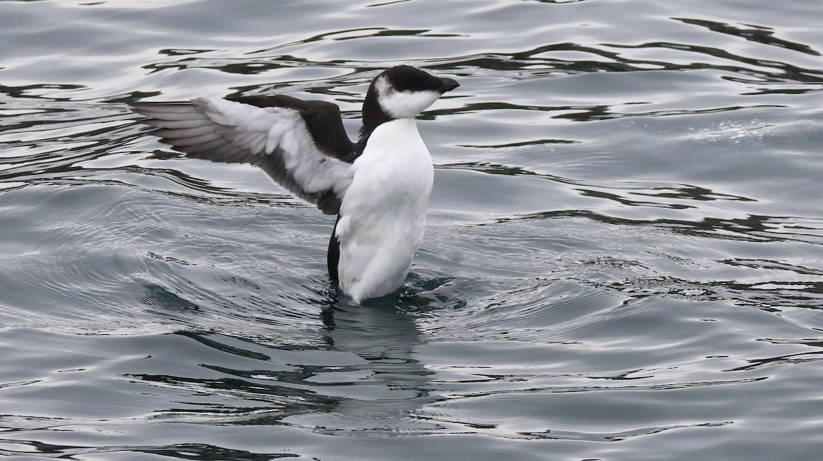 Razorbill - ML645409450