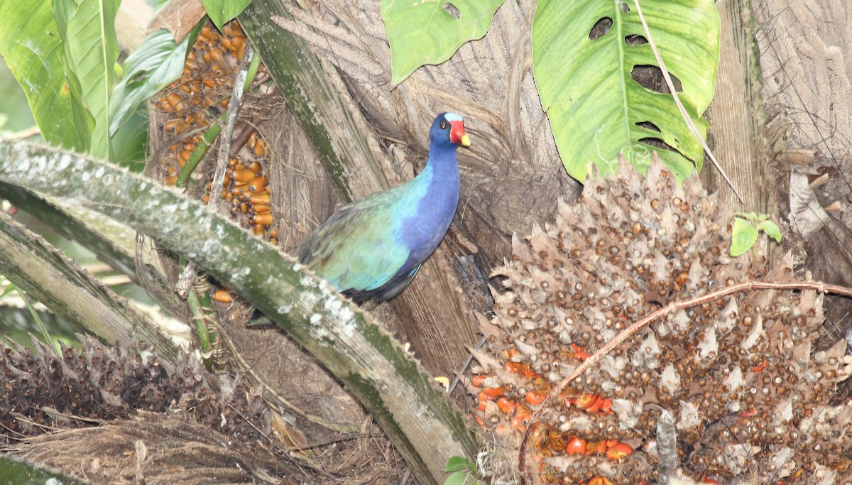 Малая султанка - ML645409458