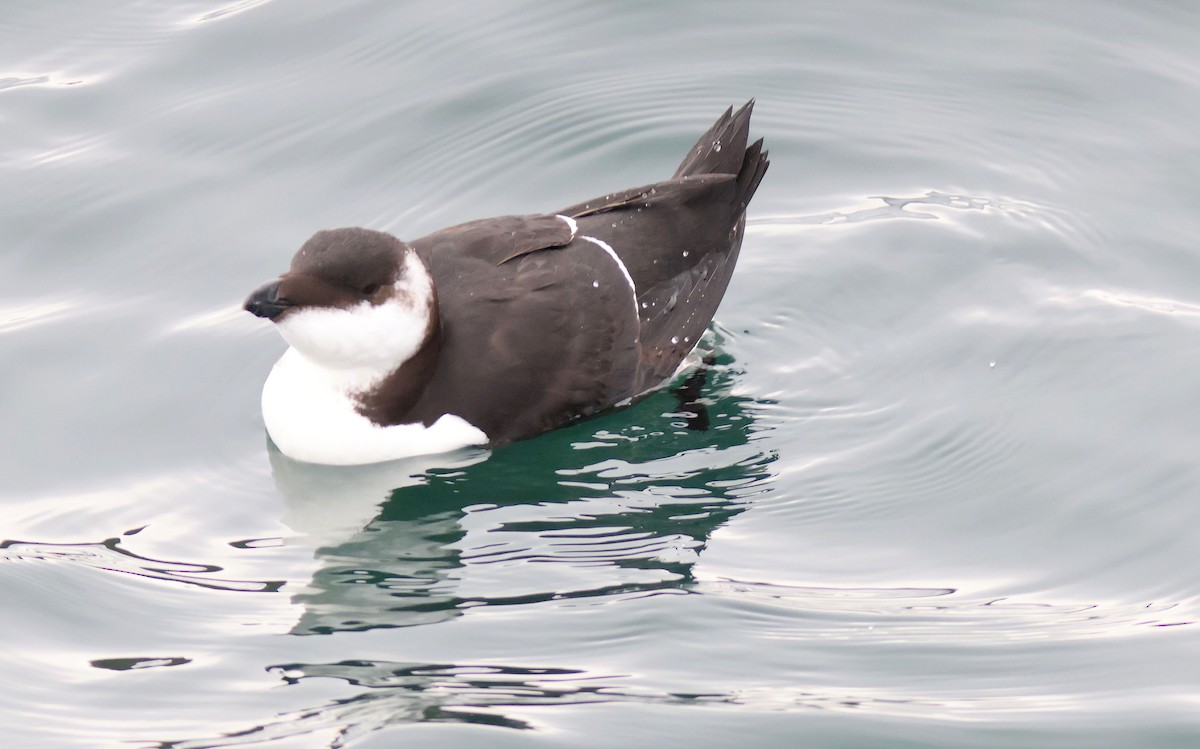 Razorbill - ML645409459