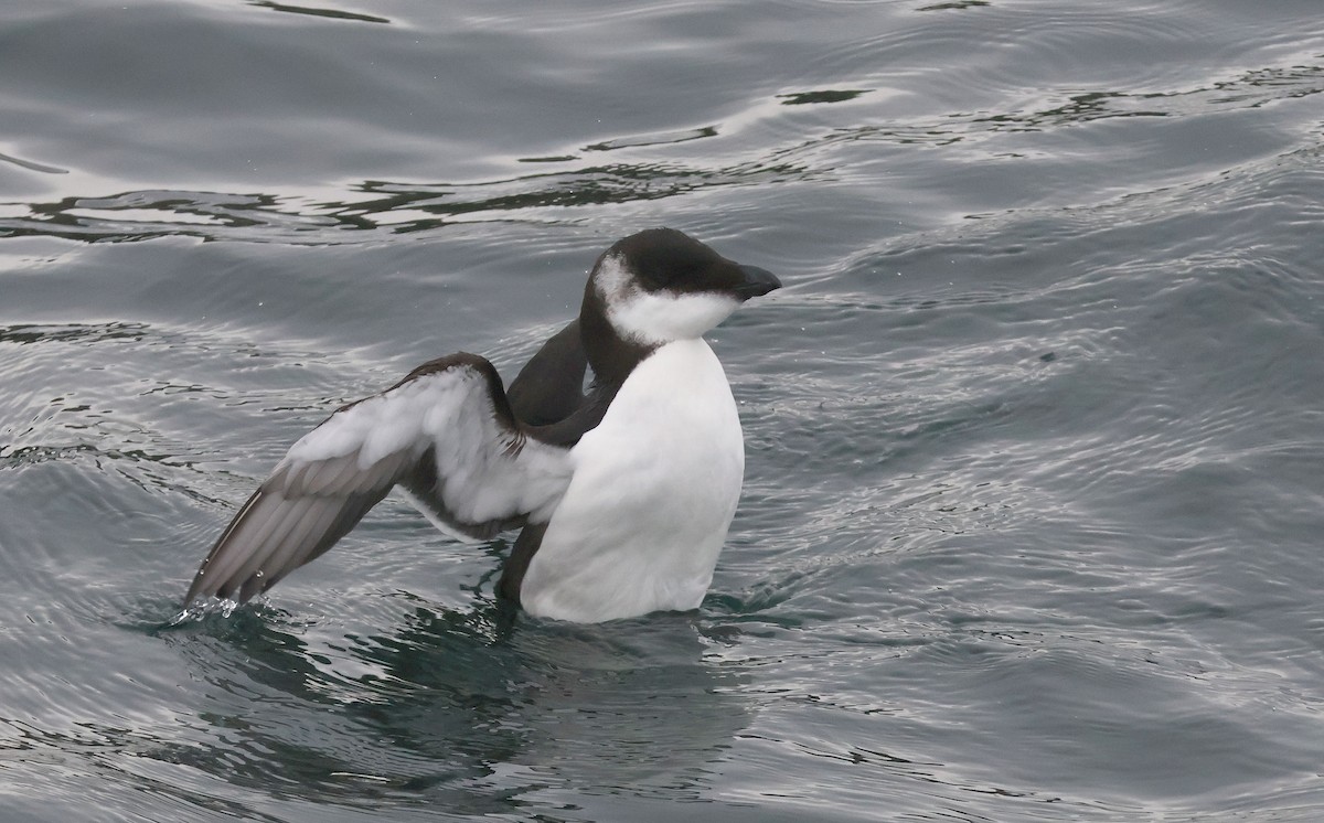 Razorbill - ML645409460