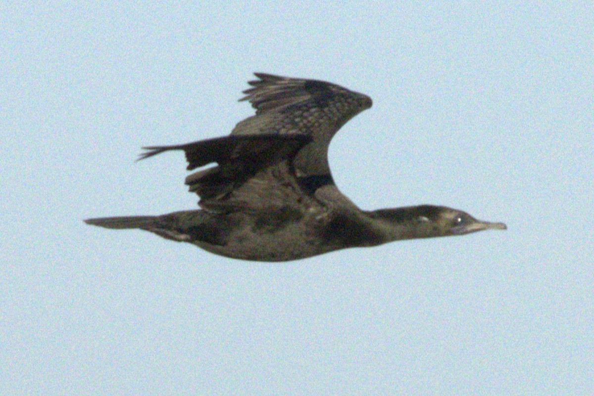 Little Black Cormorant - ML645409461