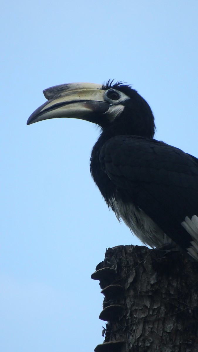 orienthornfugl - ML645409463