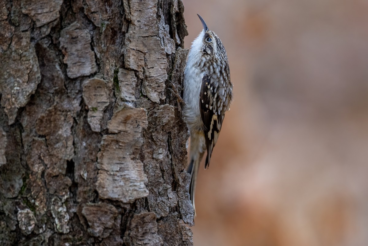 Brown Creeper - ML645409464