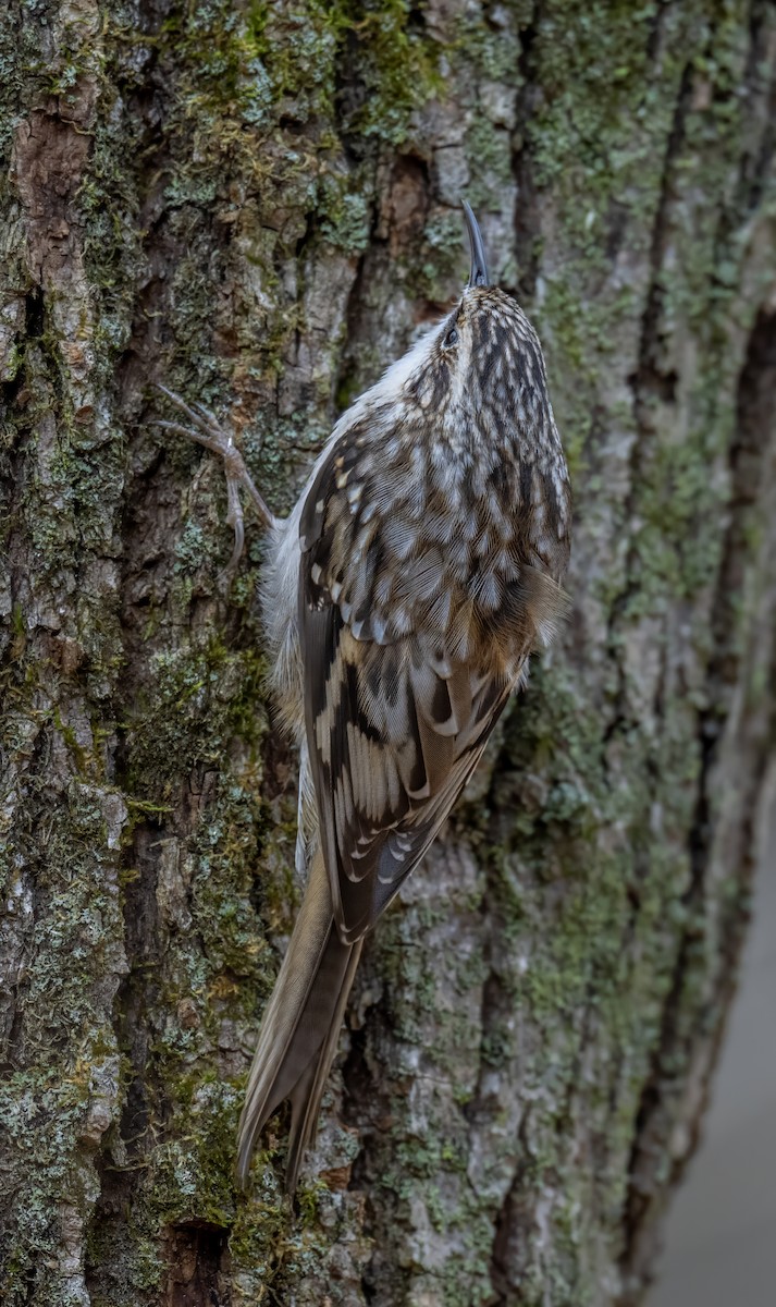 Brown Creeper - ML645409465