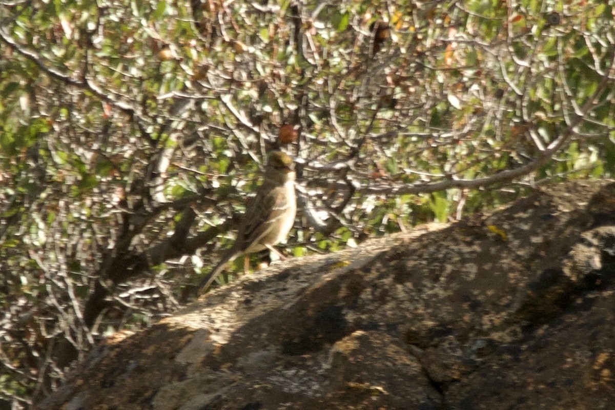 Чернобровая овсянка - ML645409466