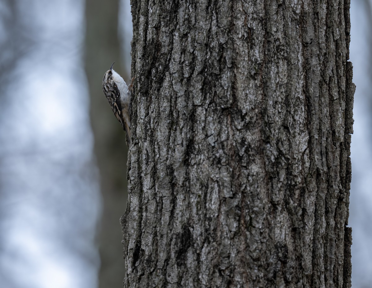 Brown Creeper - ML645409467