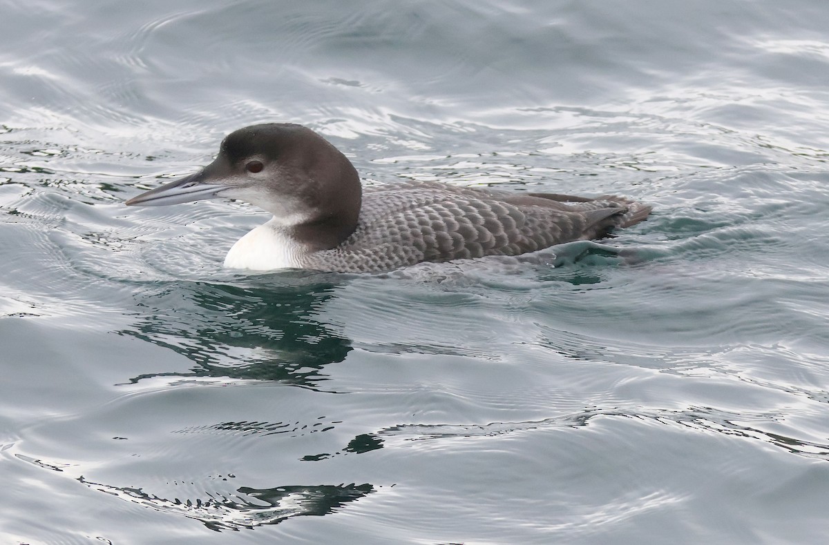 Common Loon - ML645409472