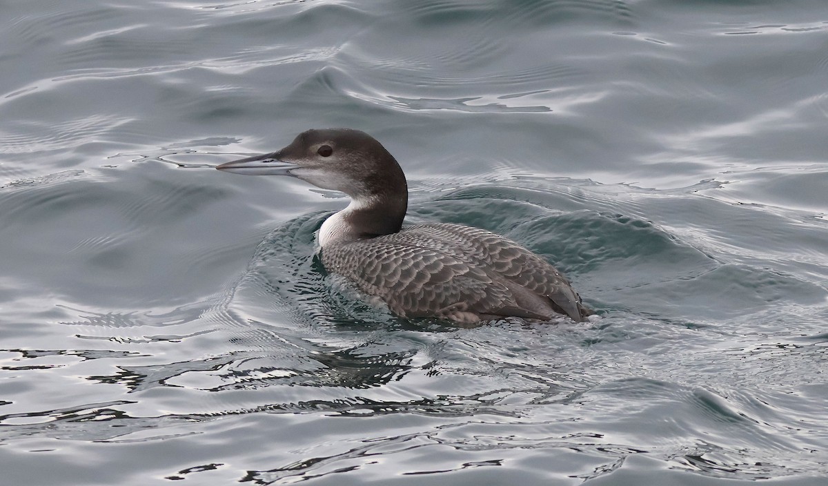 Common Loon - ML645409473
