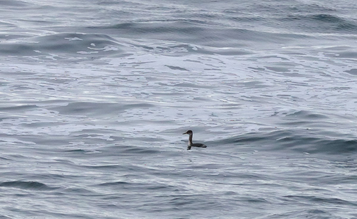 Red-necked Grebe - ML645409494