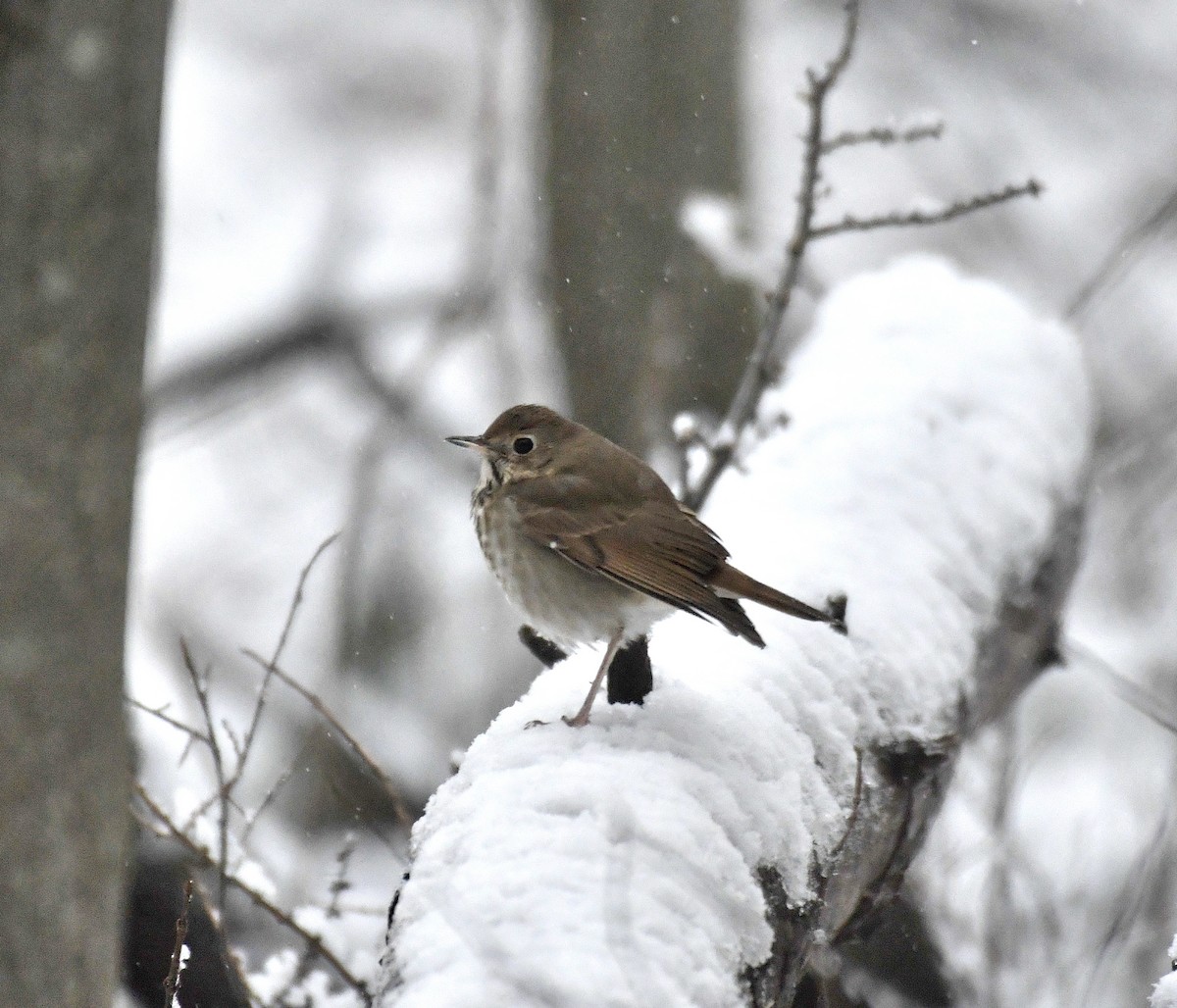 Hermit Thrush - ML645409507