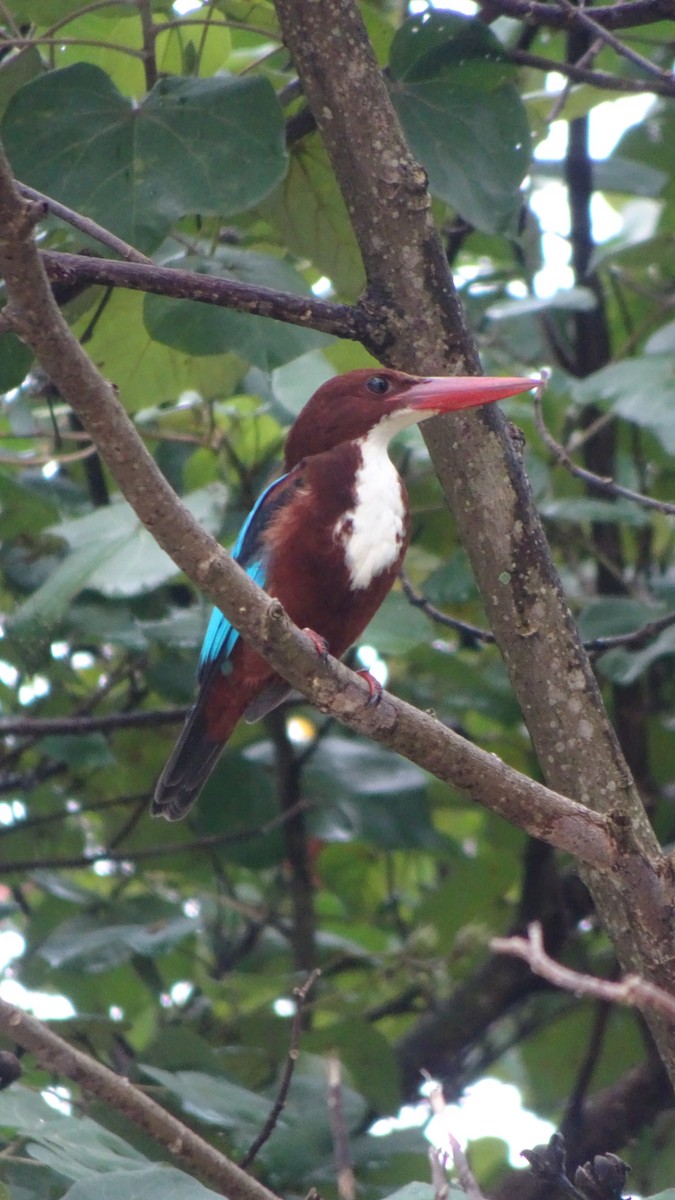 kastanjeisfugl - ML645409527