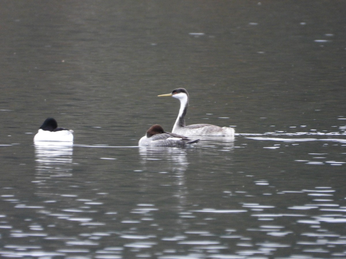Western Grebe - ML645409533