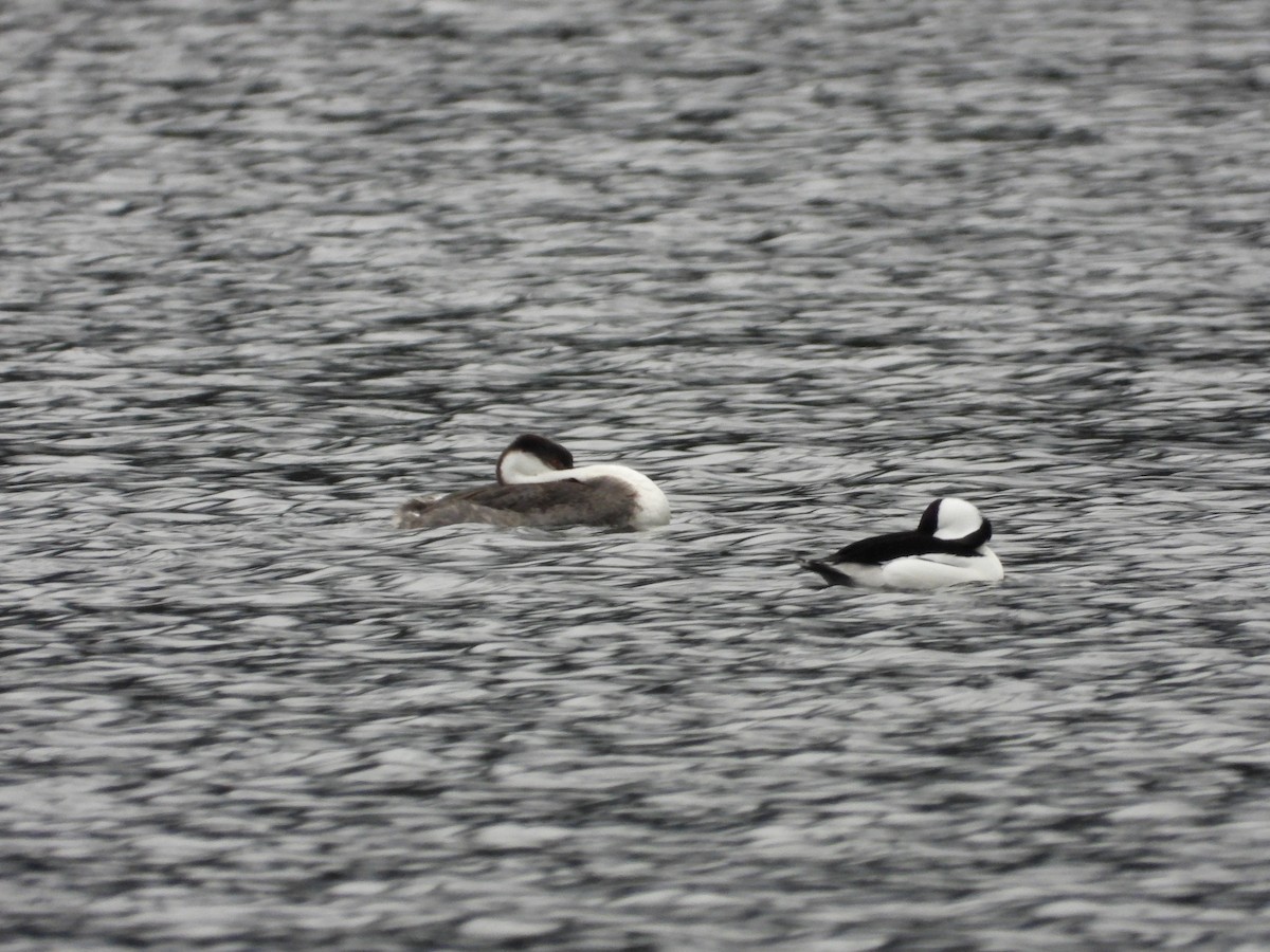 Western Grebe - ML645409534