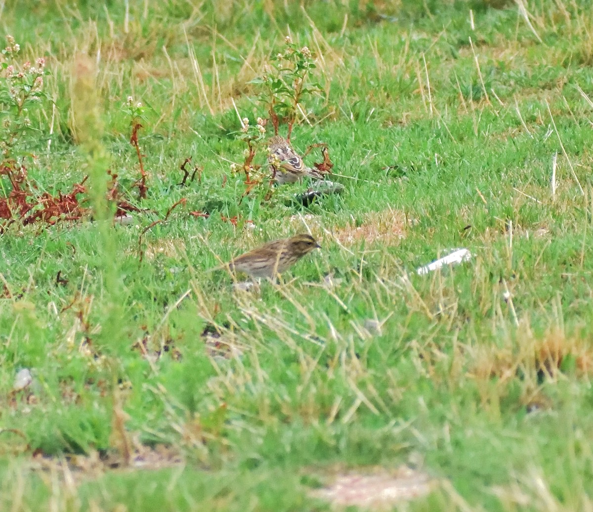 strnadec luční - ML645409535