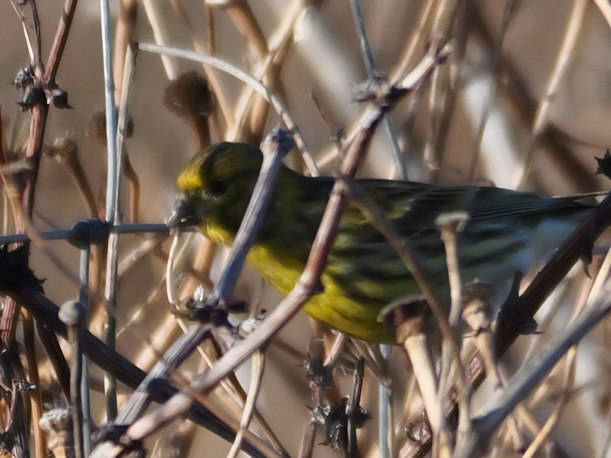 European Serin - ML645409543