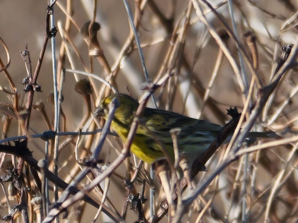 European Serin - ML645409545