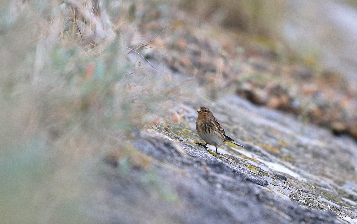 Twite - ML645409549