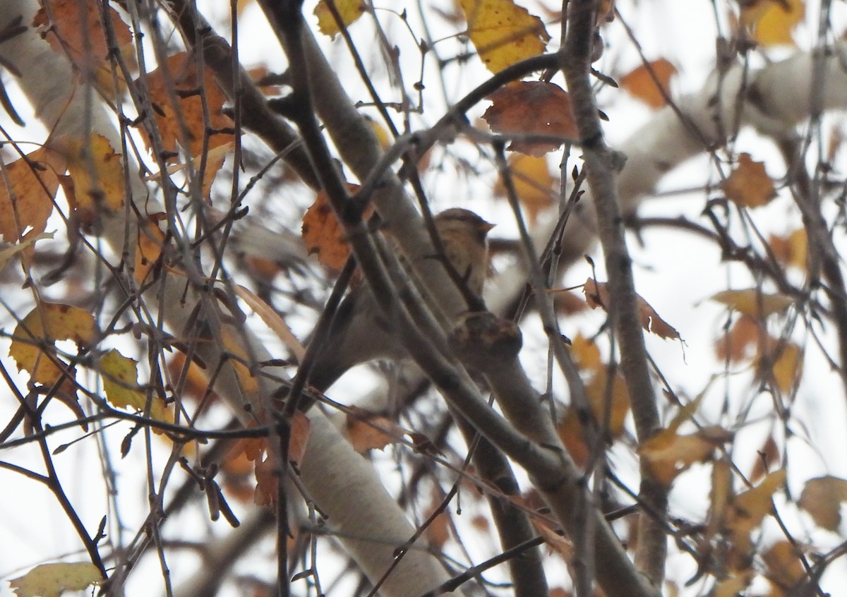 Redpoll (Lesser) - ML645409583