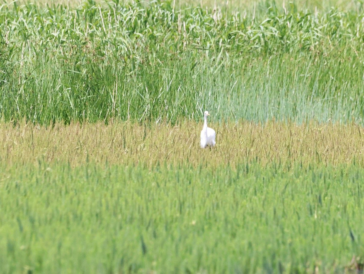 Koartza zuria - ML645409597