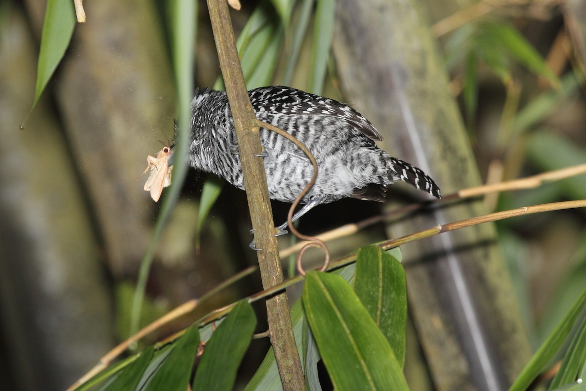Barred Antshrike - ML645409598