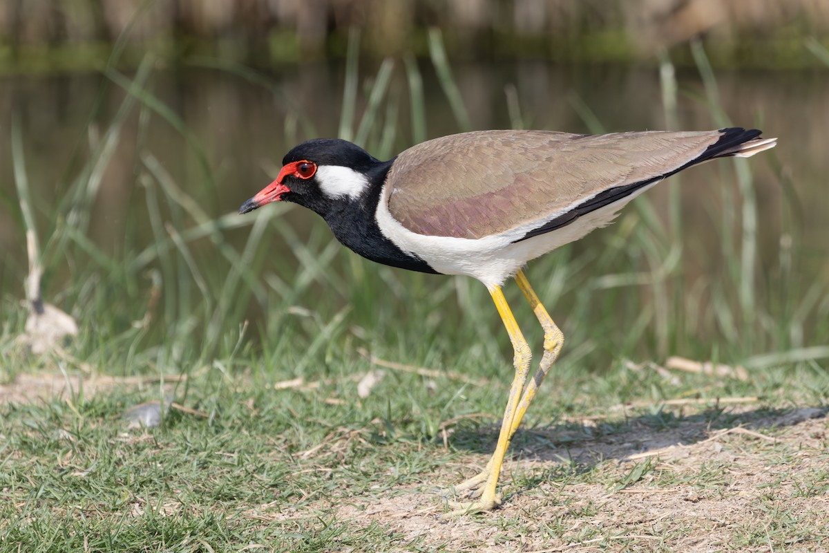 Red-wattled Lapwing (Black-necked) - ML645409599