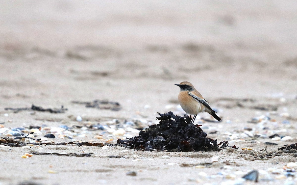 Desert Wheatear - ML645409609