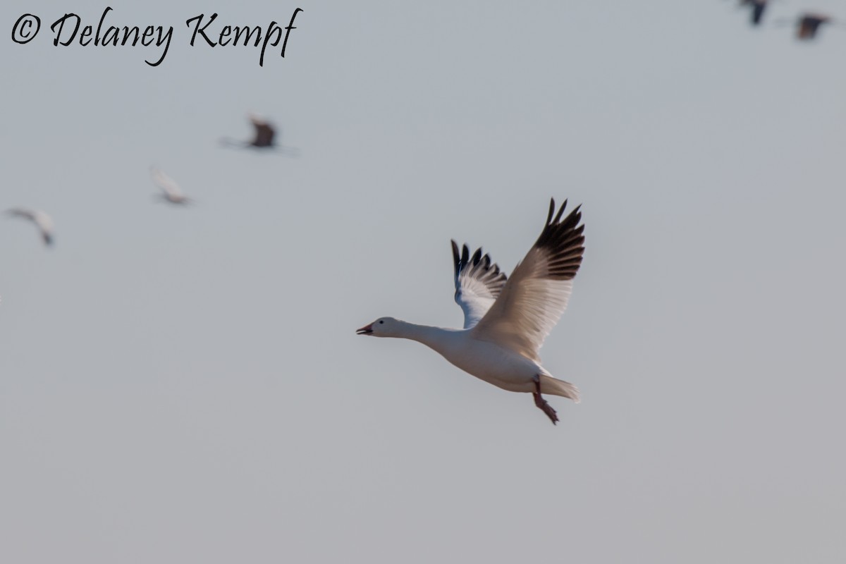 Snow Goose - Delaney Kempf