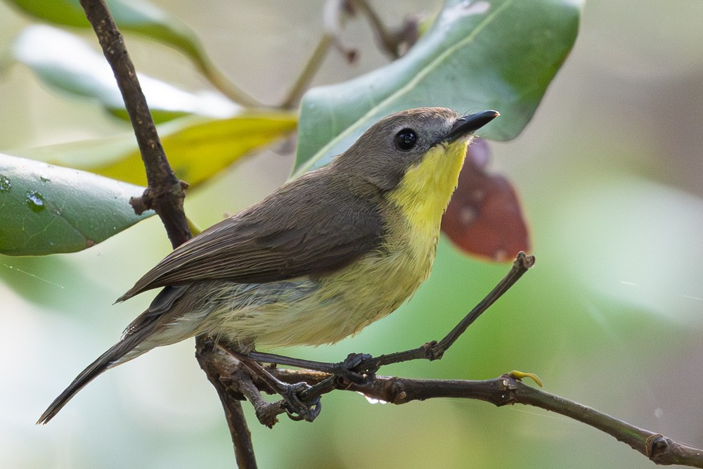 Golden-bellied Gerygone - ML645409611