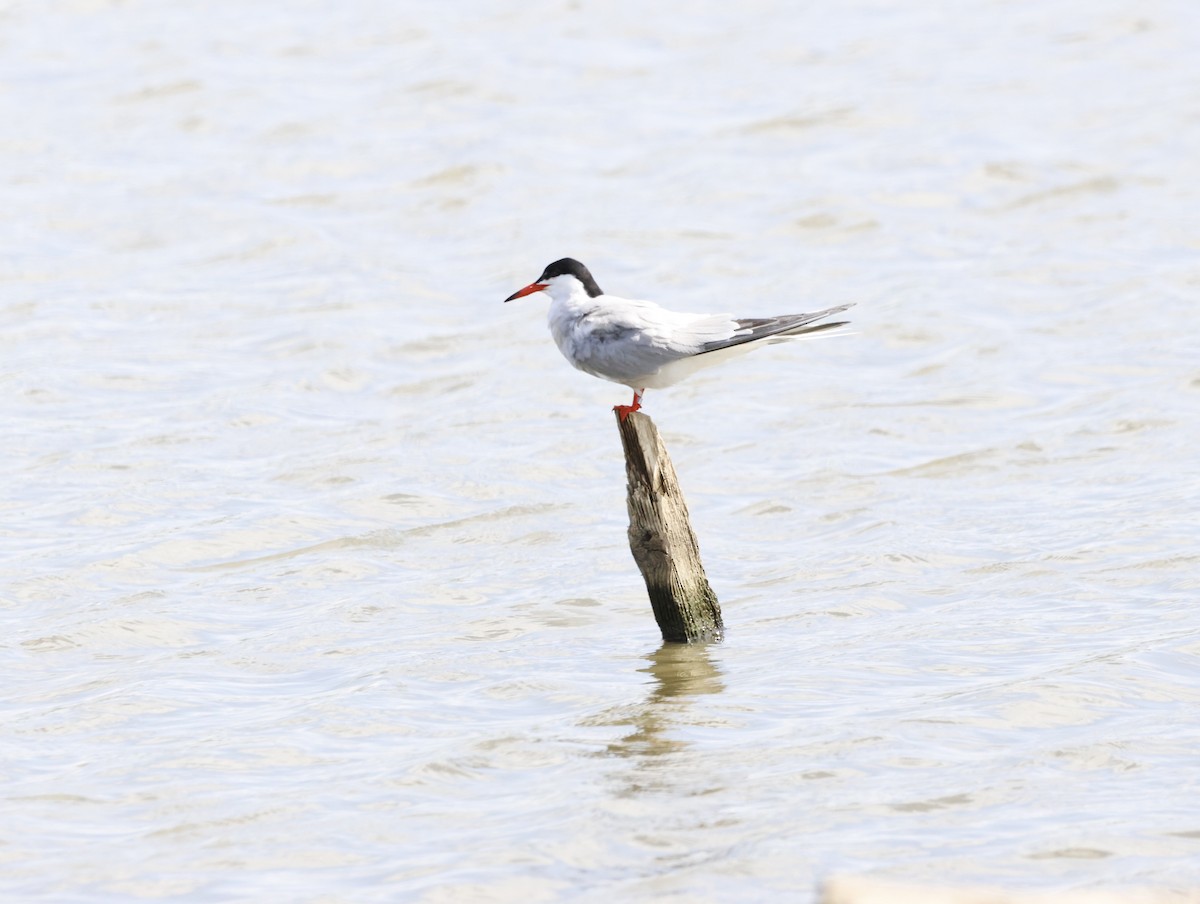 Common Tern - ML645409612