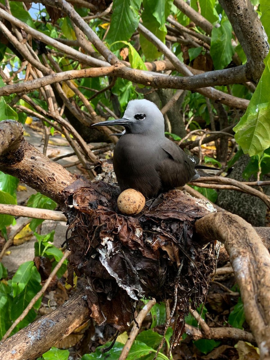 Lesser Noddy - ML645409616